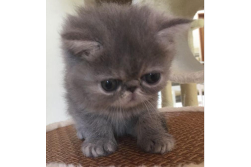 成約済の岡山県のエキゾチックショートヘア-31964の2枚目